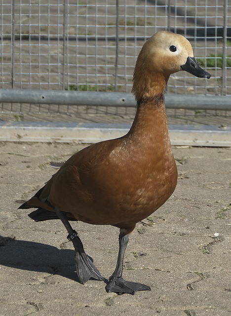 明且各具优