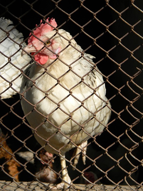 力及对手施 力及对手施